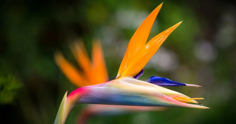 Bird of Paradise