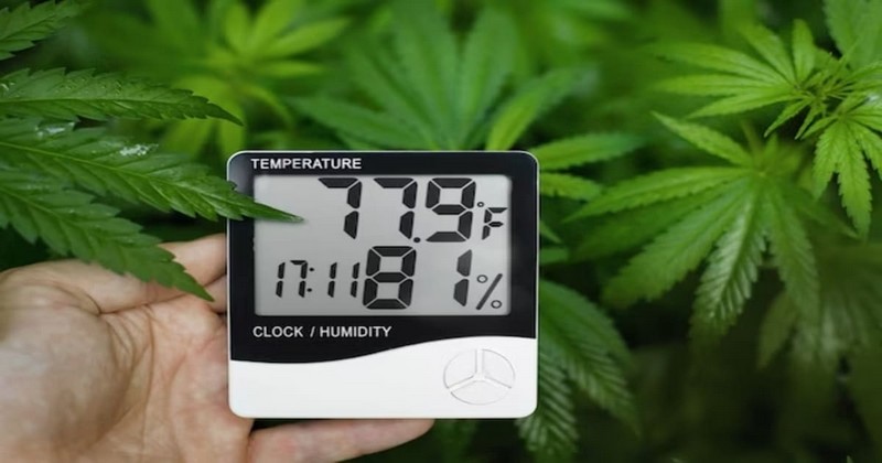 Why Should You Control Temperature & Humidity For Growing