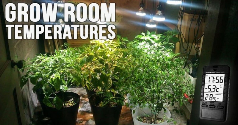 Lower Grow Room Temperatures