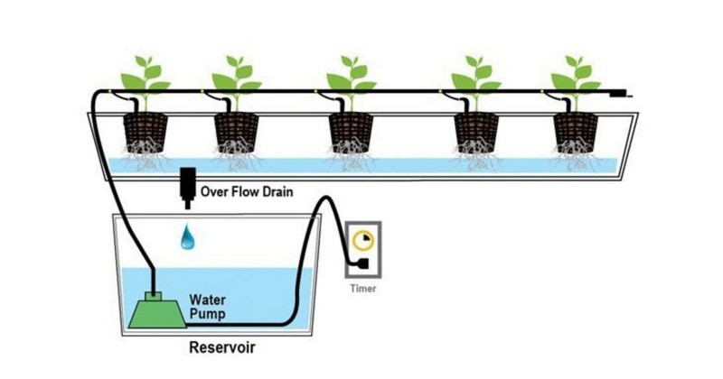 The Best Hydroponic System for Beginners
