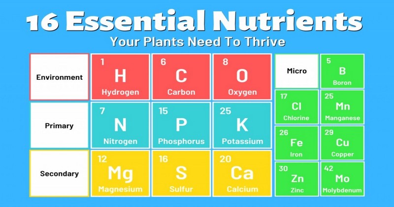Balanced Nutrients