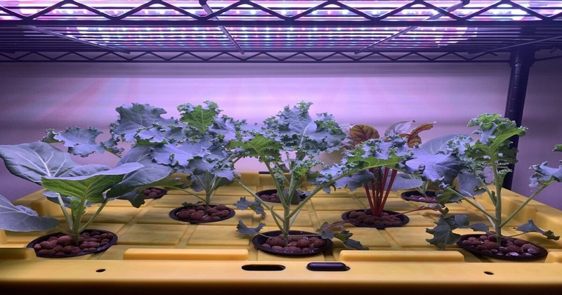 How to make a hydroponic garden