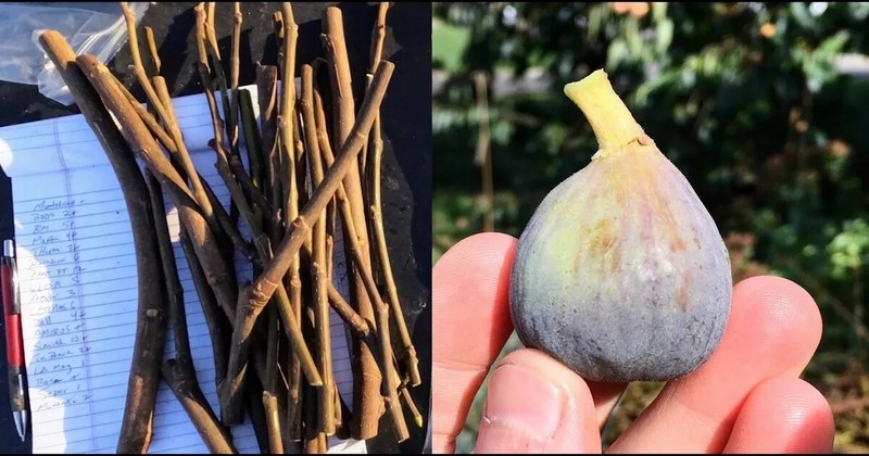 how to propagate a fig tree