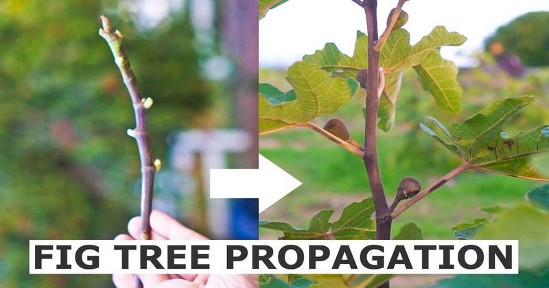 how to propagate fig tree