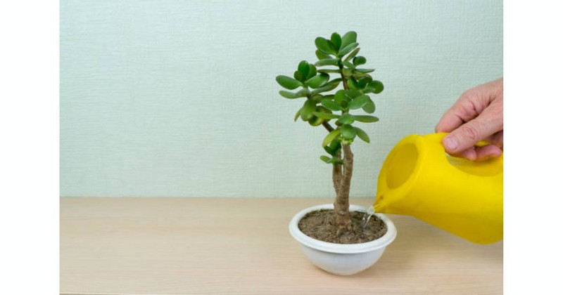 Tips To Take Care Money Tree Plant