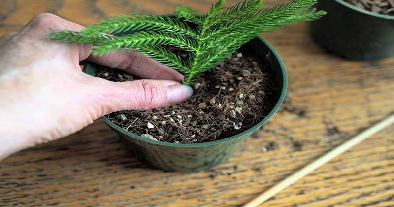 Growing Pines From Cuttings