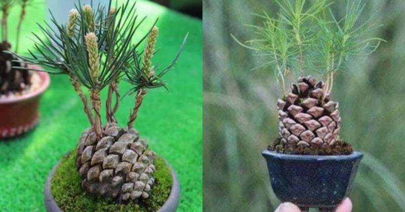 how to propagate pine trees