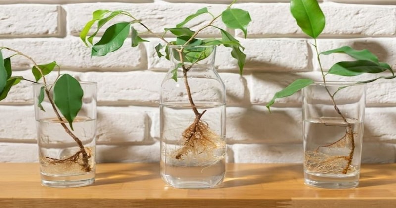 how to propagate plants in water