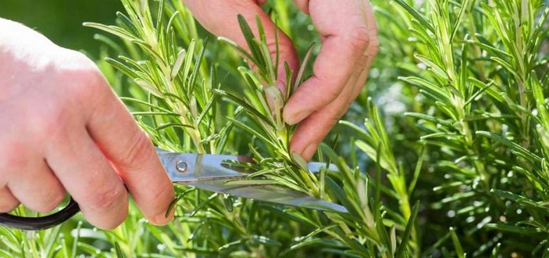 how to take a cutting from a plant