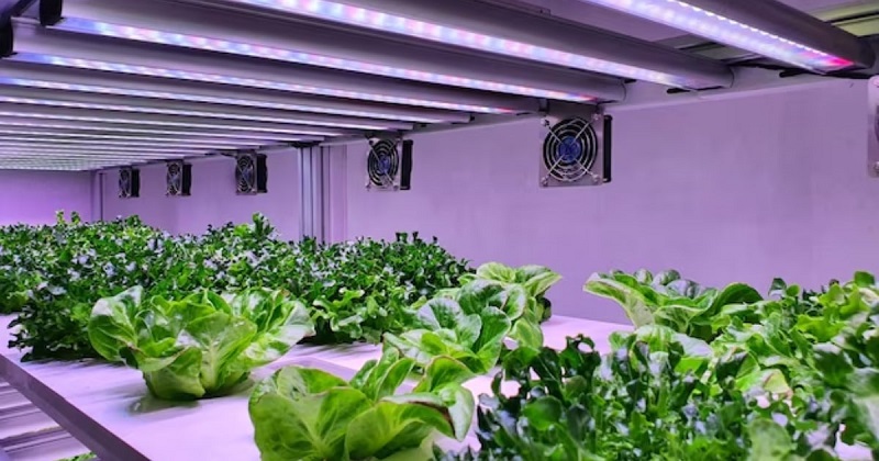 hydroponic system