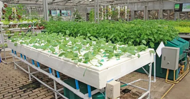hydroponics garden