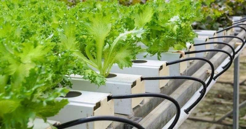 How To Plant Your NFT Hydroponics System?