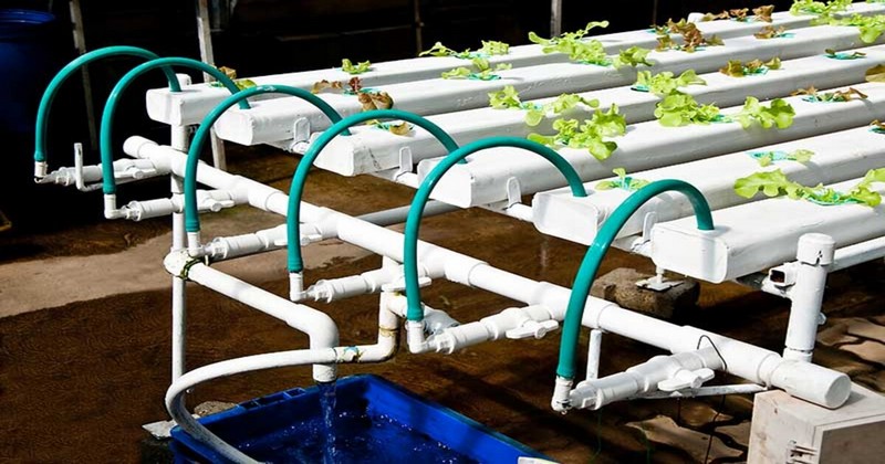 nft hydroponics