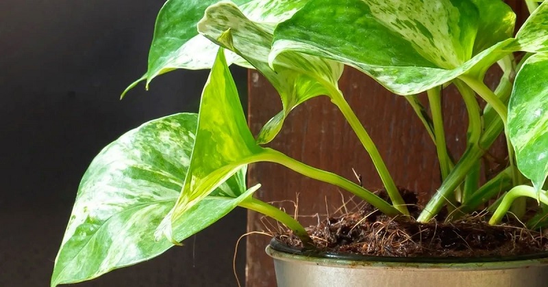 popular indoor plants