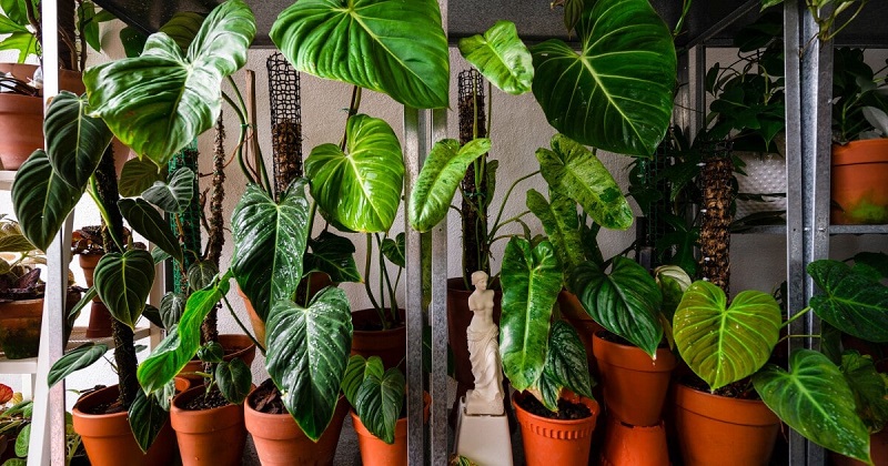 types of indoor plants